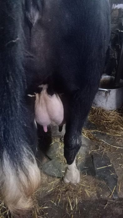 Продам корову высокоудойную