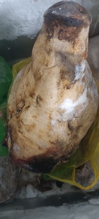 Продам свиную голову