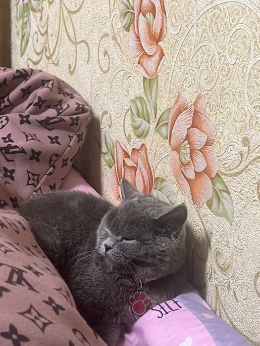 Скоттиш Страйт пупсики