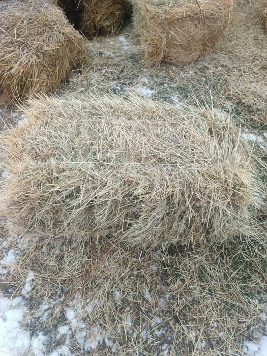 Шөп сатылады 1500 теңге