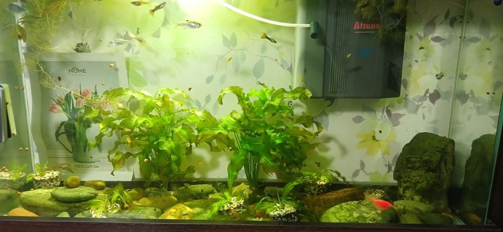 Продам аквариум с рыбками!