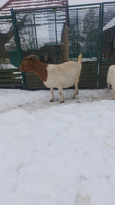 Capre de boer şi Capre de saneen