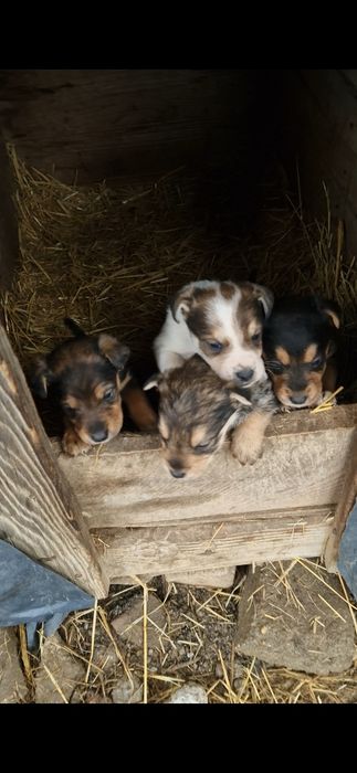 Disponili catei de vanatoare