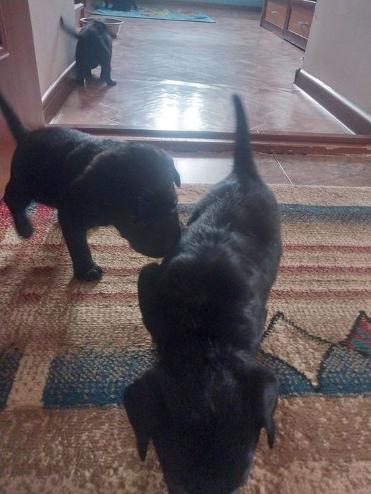 Щенки отдам в хорошие руки