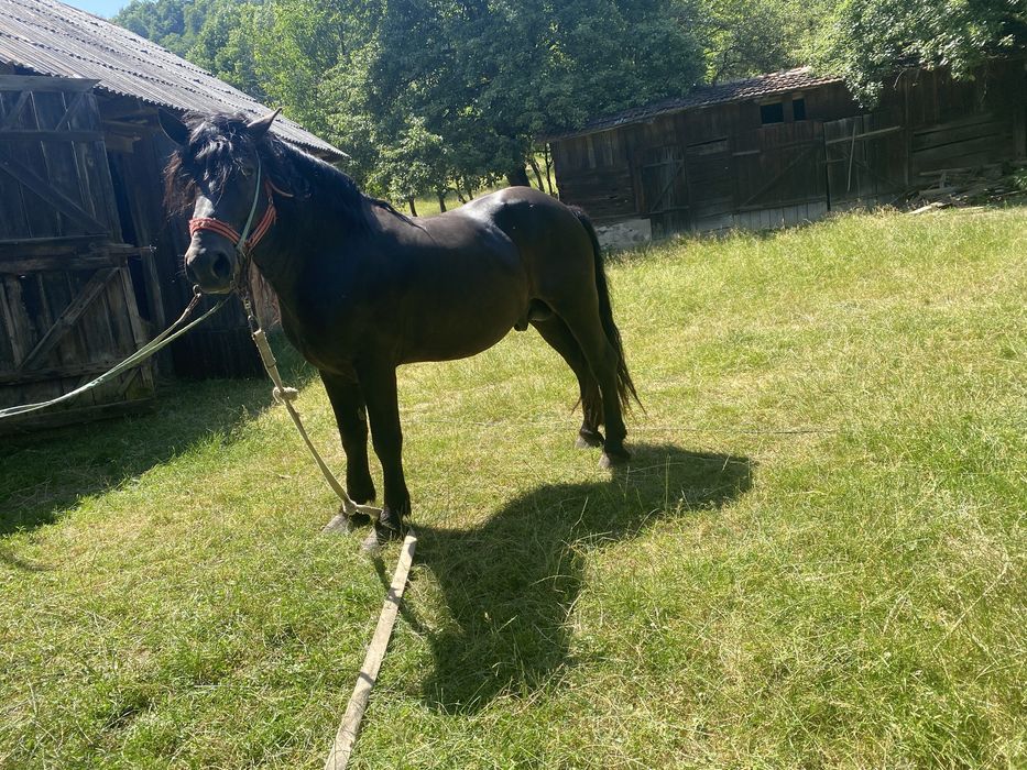 Armasar negru superb