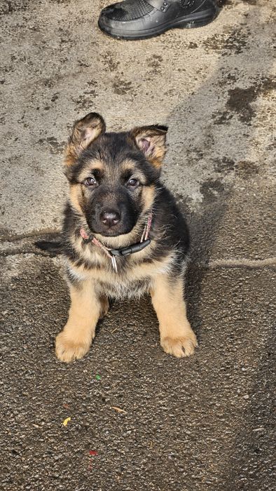 Продам щенков немецкой овчарки