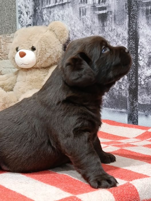 Щенки лабрадора ретривер