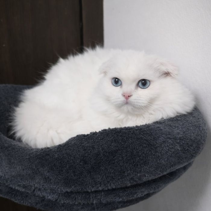 Băiețel scottish fold longhair cu pedigree