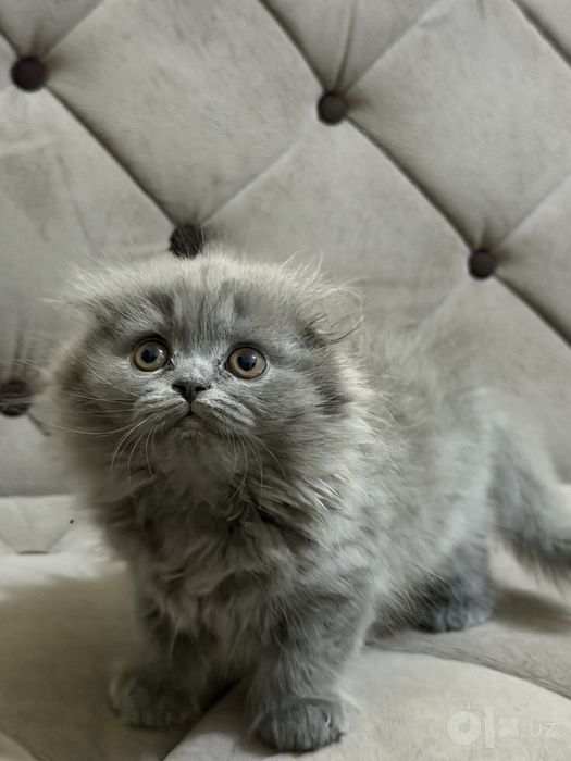 Продаются котята скоттиш фолд и страйт