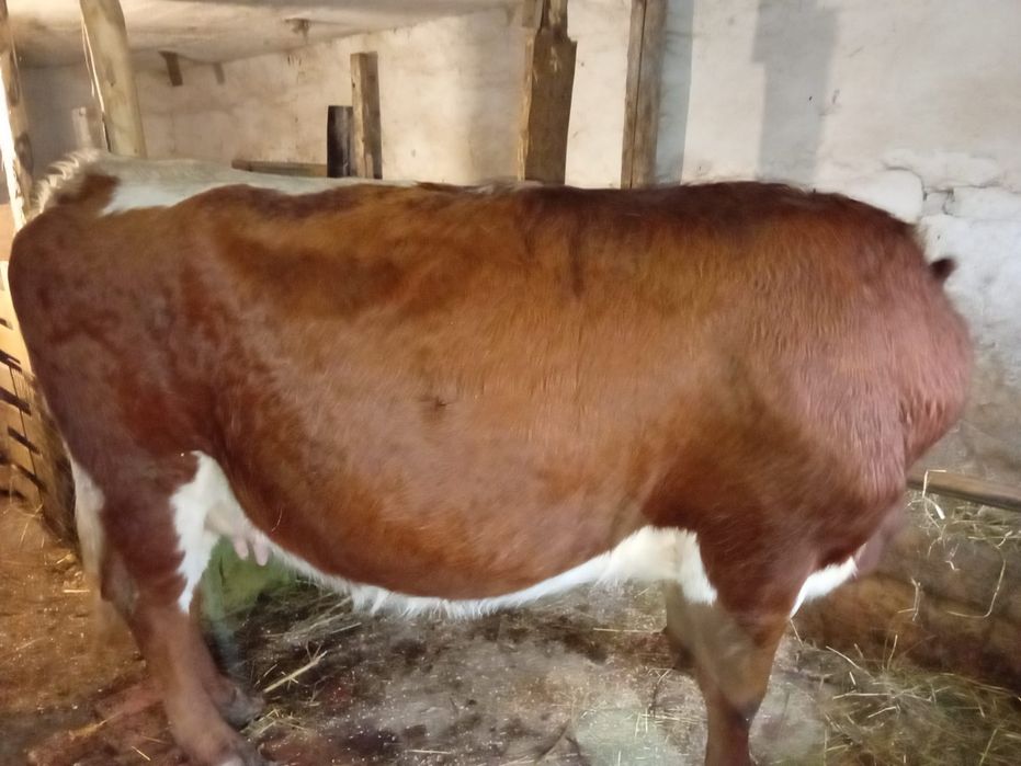 Vând vacă pentru abator