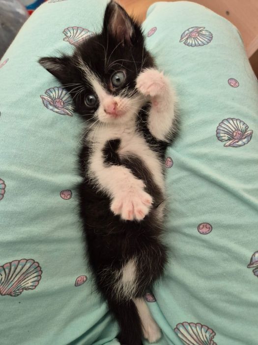 Котенок в добрую семью