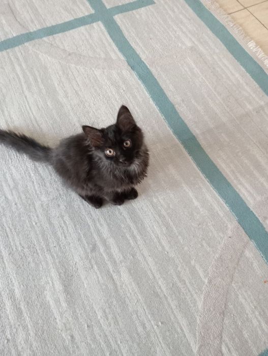 Отдам котёнка в добрые руки