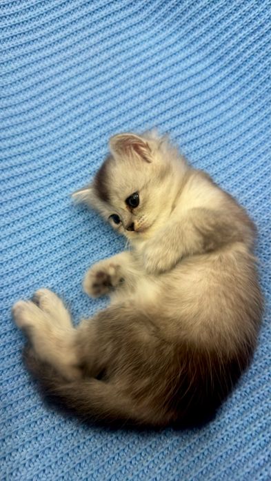 Продаётся серебристая  шиншилла