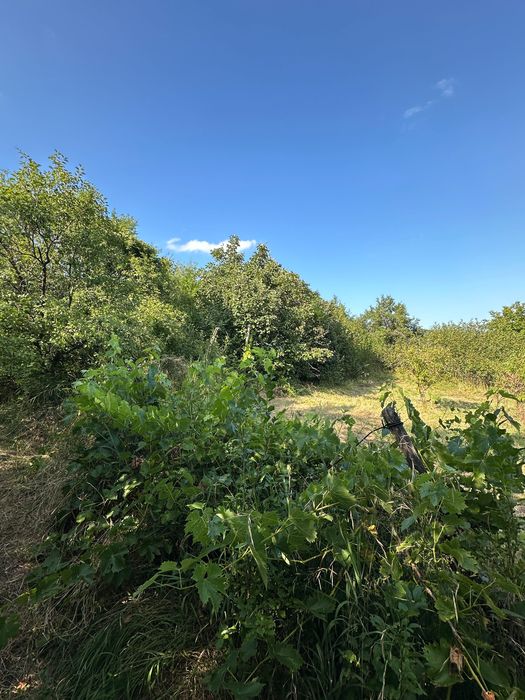 Teren 5.192 mp Târgu Ocna – Vâlcele