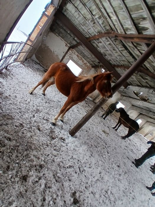 Қабыланған 6 жастағы буаз бие