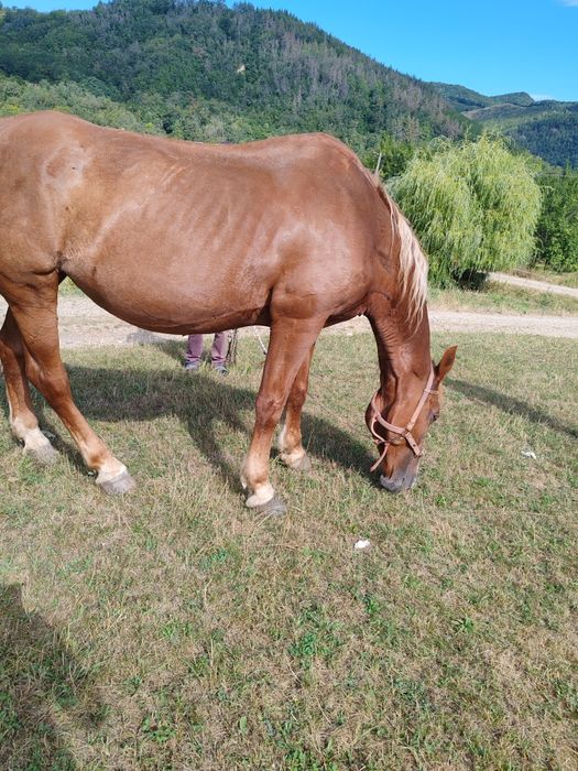 De vânzare iapa frumoasă