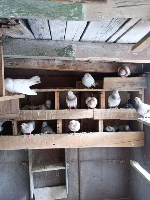 Vând porumbei de ornament rasa mica (blondineți)