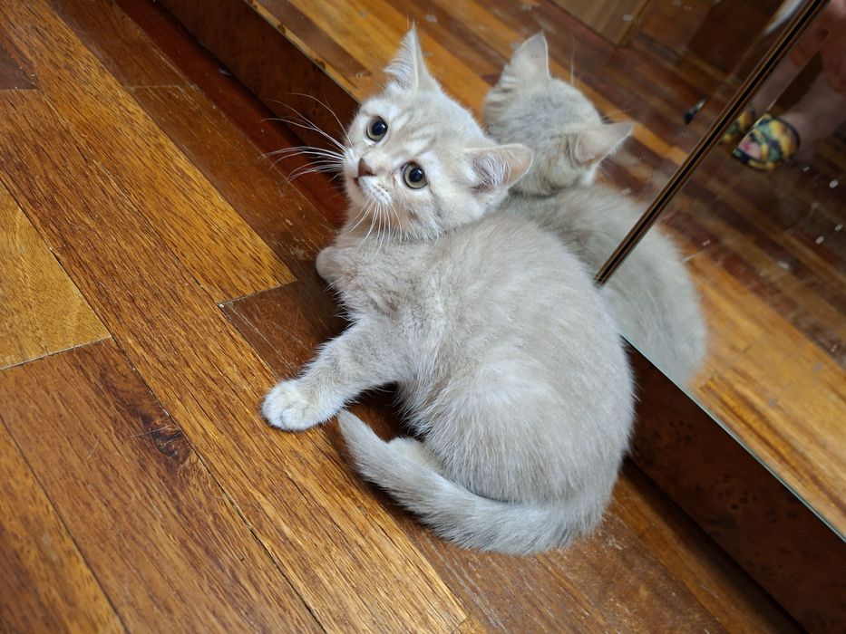 Котята шотландцы