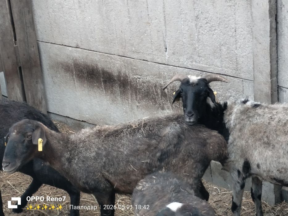 Продам баранов..
