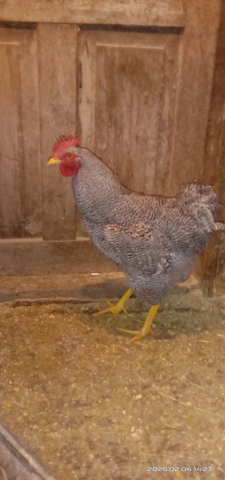 Плимутрок. Плимутрок.