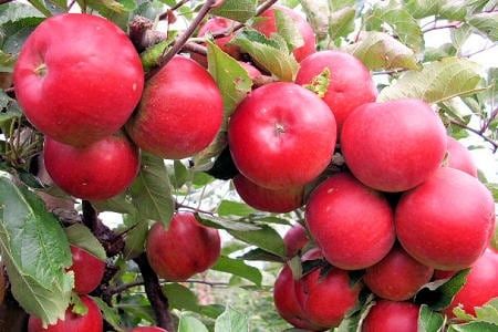 Mar (Aroma de Zmeura )