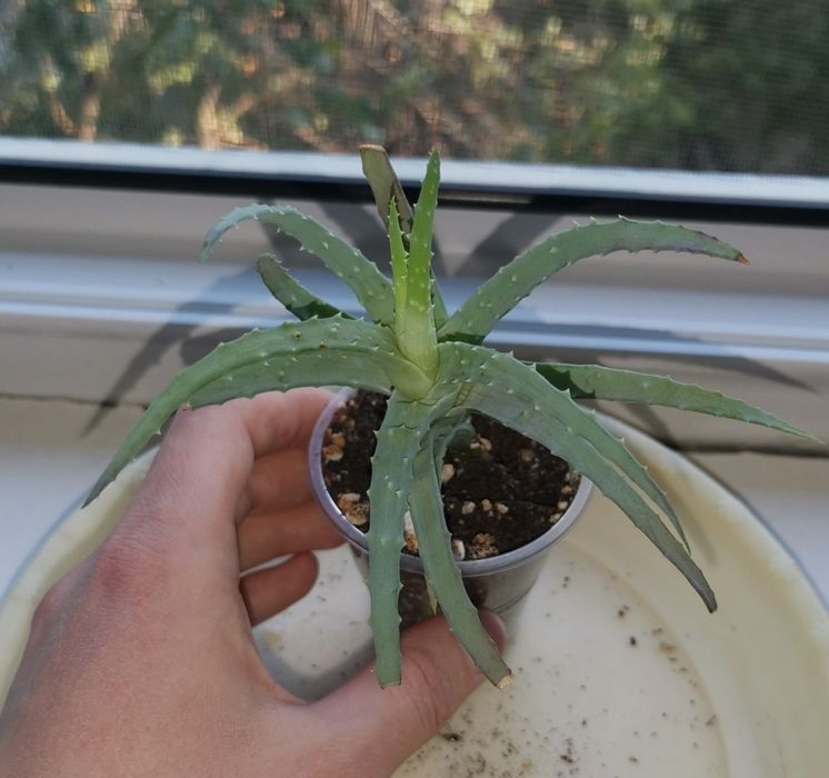 Алоэ, каланхоэ комнатные растения