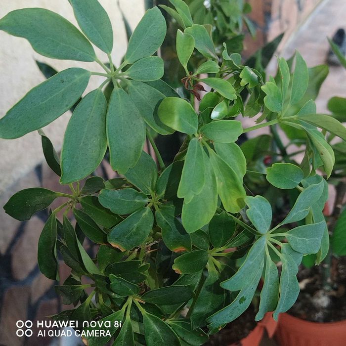 Цветя които ми се повтарят