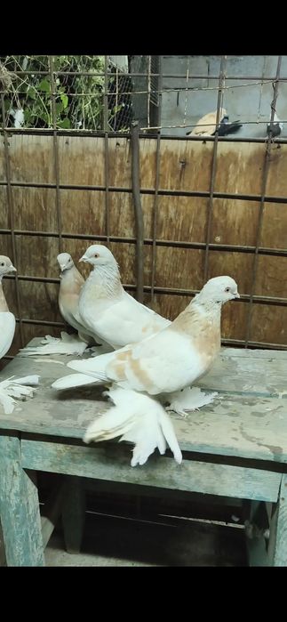 Две племенные пары тасманов