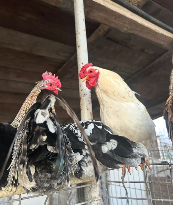 Cocoși americani