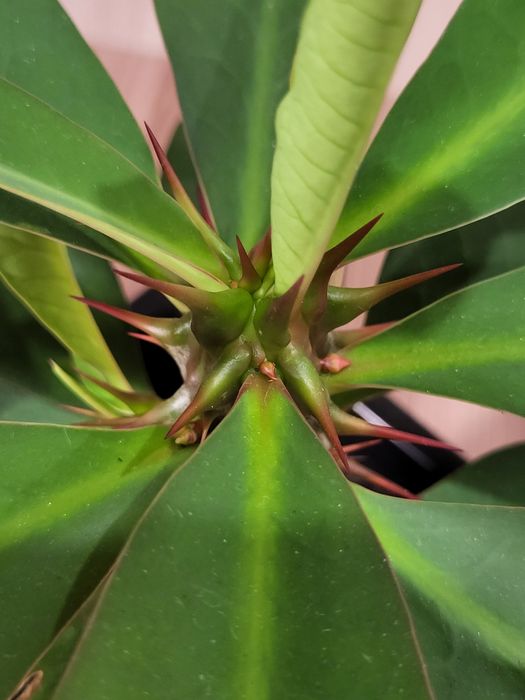 Молочай Миля продам