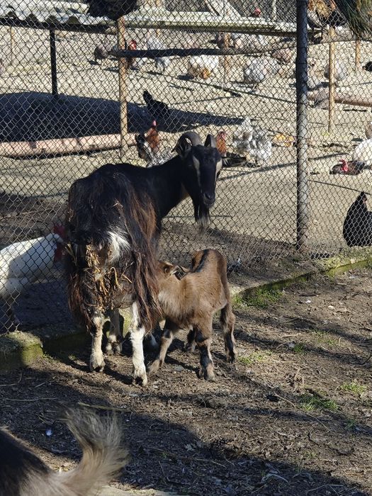 Кози млади бременни