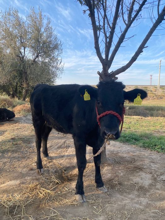 Samarqand nurobod nurbuloq