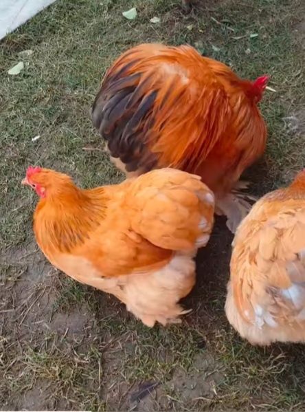 Cochinchina pitic  familie columbia