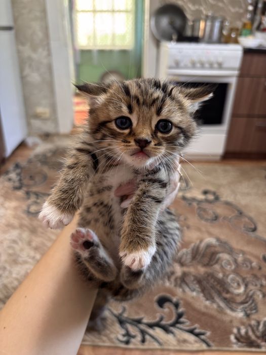 Отдам котят в добрые руки