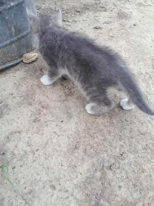 Отдам бесплатно котенка.