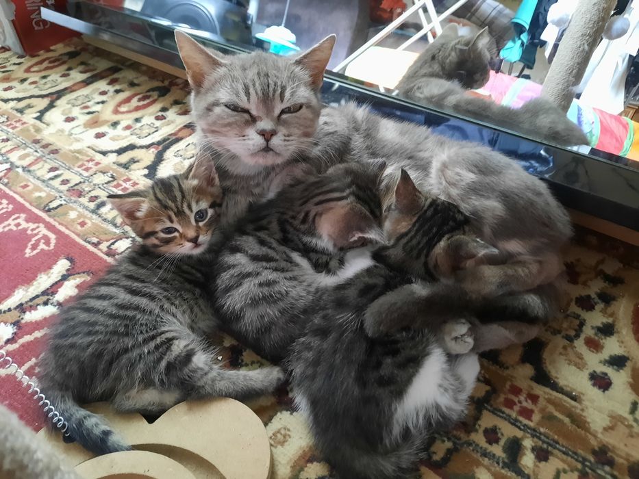 Котята мальчики и девочка