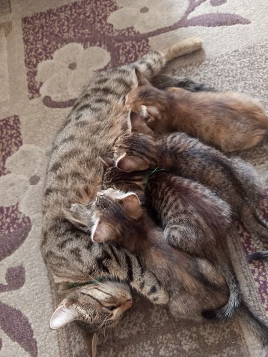 Бесплатно в хорошие руки