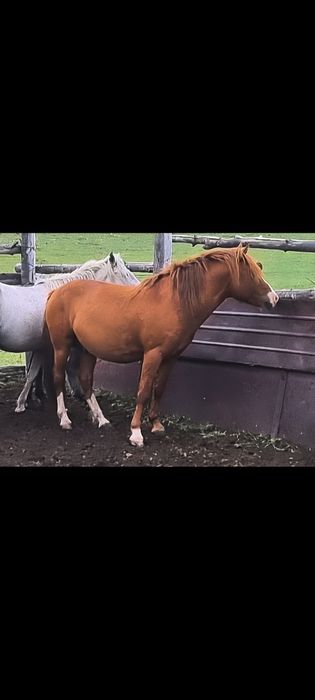 Айғыр жеребец қасқа