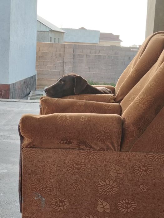 Охотничый щенок Кусхар 8 мес