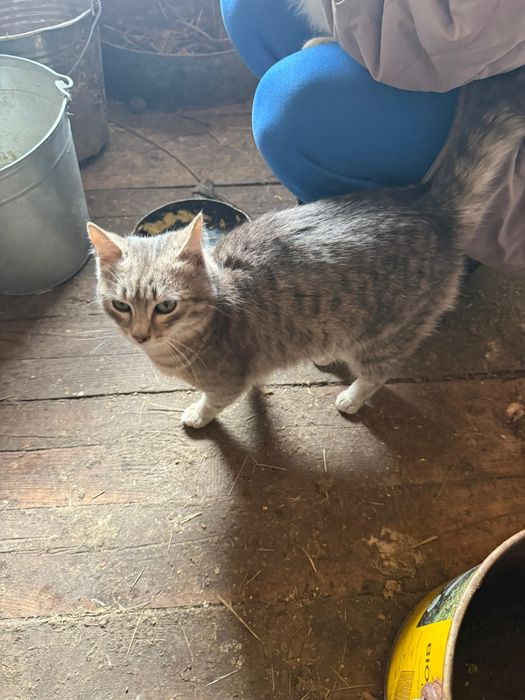 Молодой джентель-кот в добрые руки