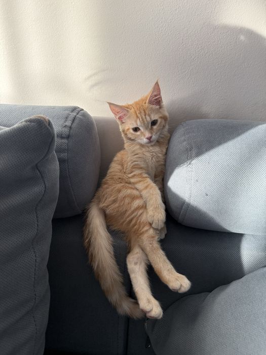 Котенок в хорошие руки