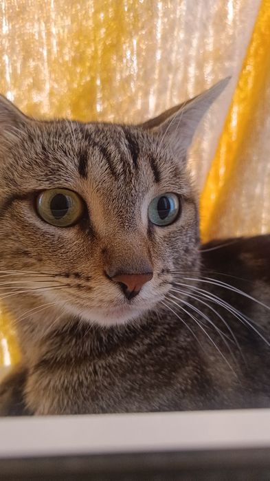 Отдам кота, в очень хорошие руки.