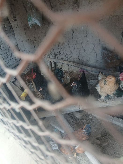 tovuq xoʻrozlar sotiladi