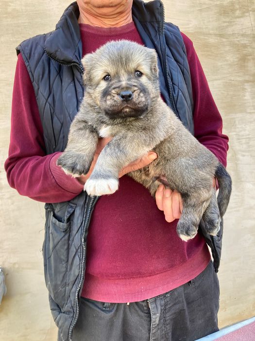 Щенок Кафказского Алабая ( чистокровный