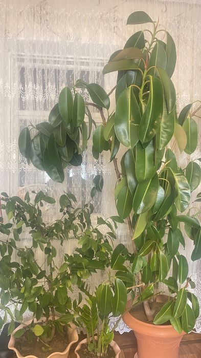 Комнатные растения