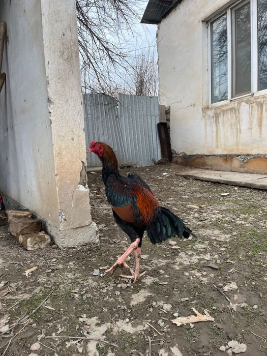 Дакан қораз жетсайда