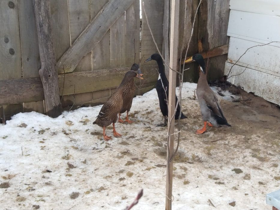 Vând , schimb rațe alergătoare indiene