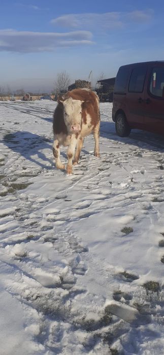 Balțată Românească 5200bucata