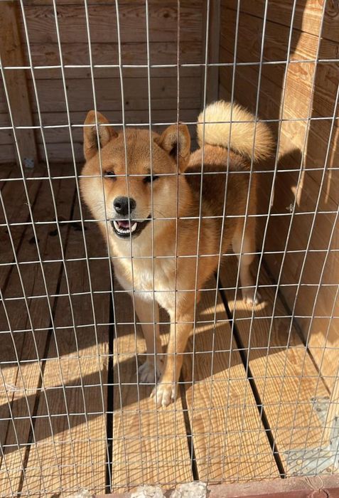 Сиба ину на вязку