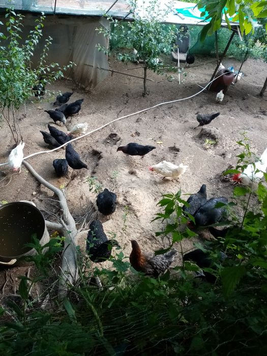 Поладки, пилета, породи за яйца